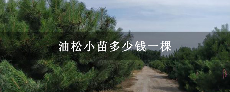 油松小苗多少钱一棵