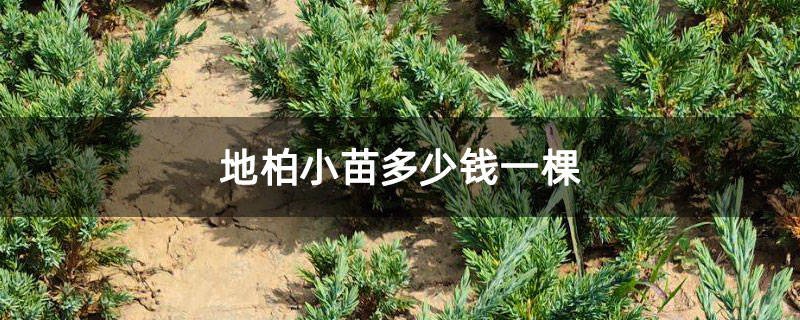 地柏小苗多少钱一棵