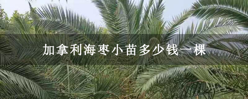 加拿利海枣小苗多少钱一棵