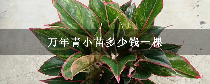万年青小苗多少钱一棵