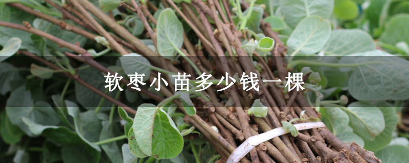 软枣小苗多少钱一棵