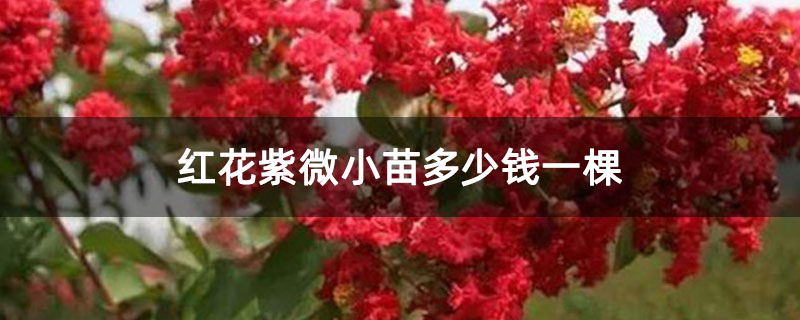 红花紫微小苗多少钱一棵