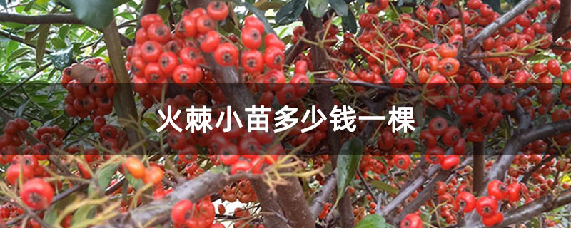 火棘小苗多少钱一棵 火棘小苗多少钱一棵