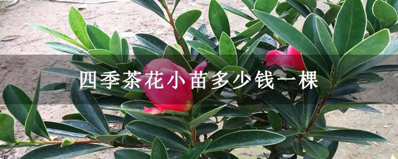 四季茶花小苗多少钱一棵