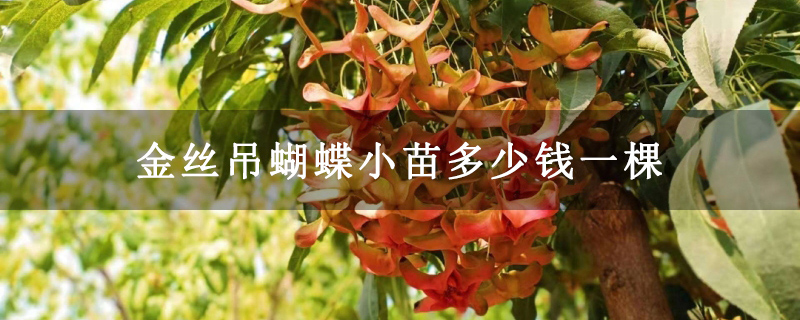 金丝吊蝴蝶小苗多少钱一棵