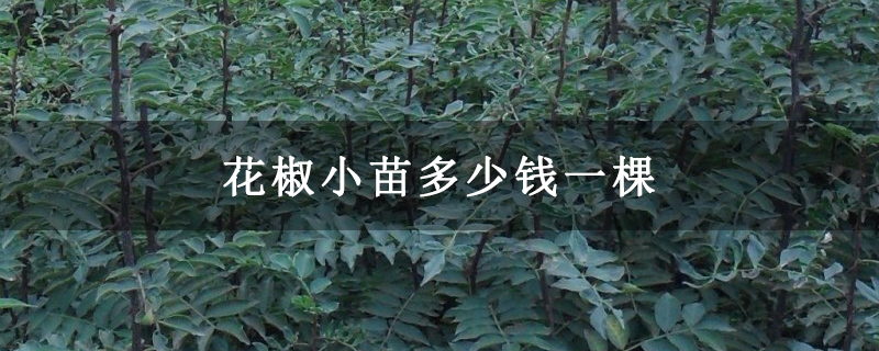 花椒小苗多少钱一棵