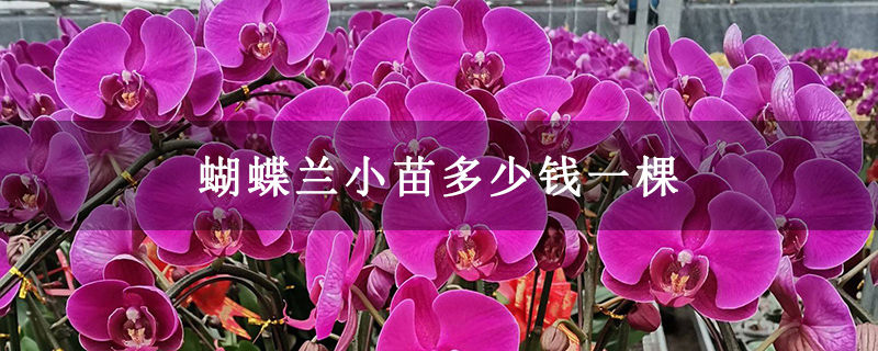 蝴蝶兰小苗多少钱一棵