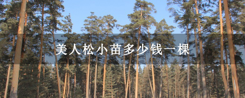 美人松小苗多少钱一棵
