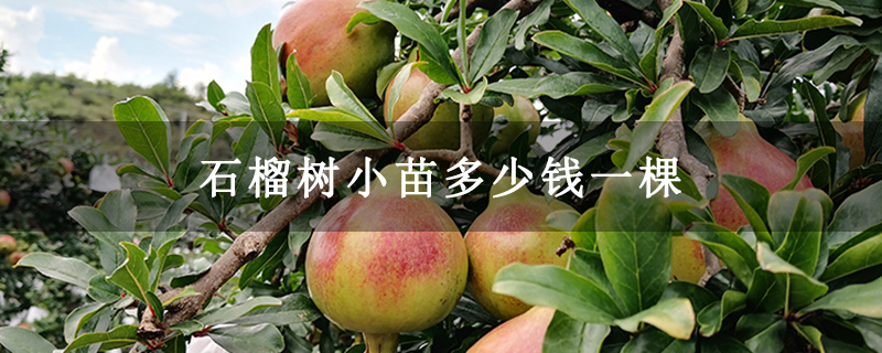 石榴树小苗多少钱一棵