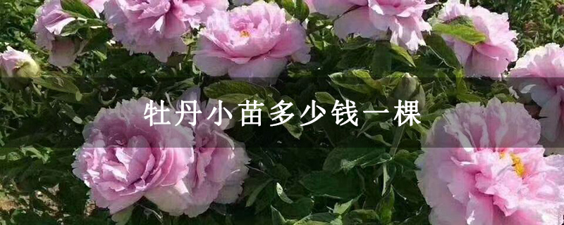牡丹小苗多少钱一棵