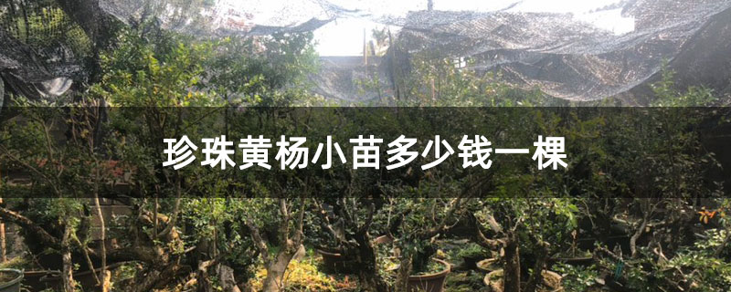珍珠黄杨小苗多少钱一棵 珍珠黄杨小苗多少钱一棵