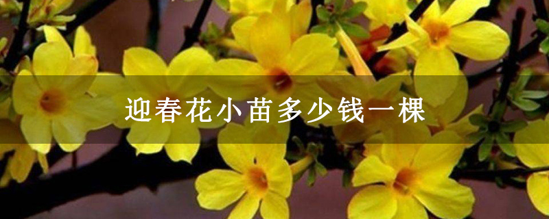 迎春花小苗多少钱一棵