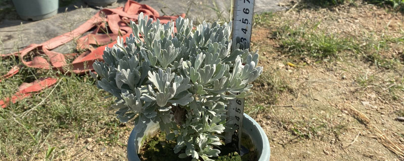 银叶菊耐寒多少度