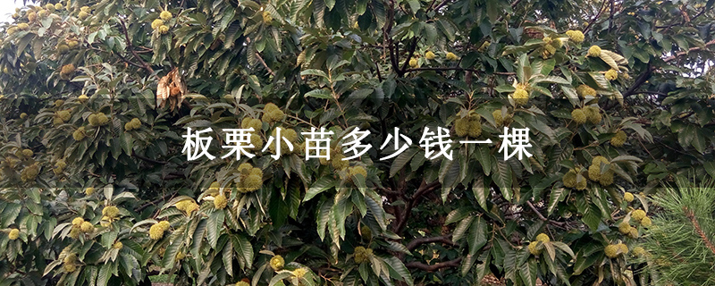 板栗小苗多少钱一棵
