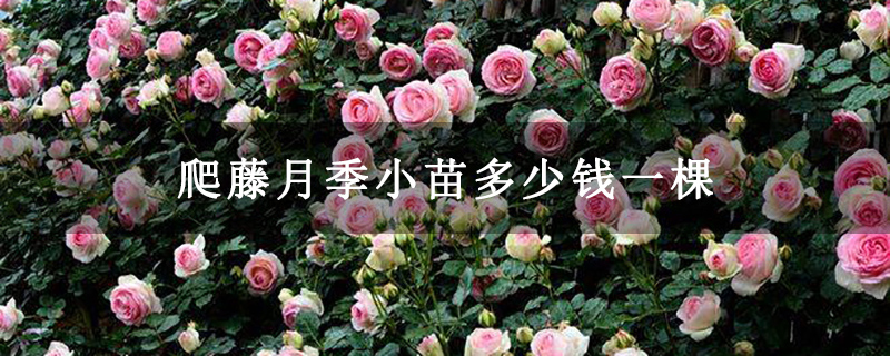 爬藤月季小苗多少钱一棵