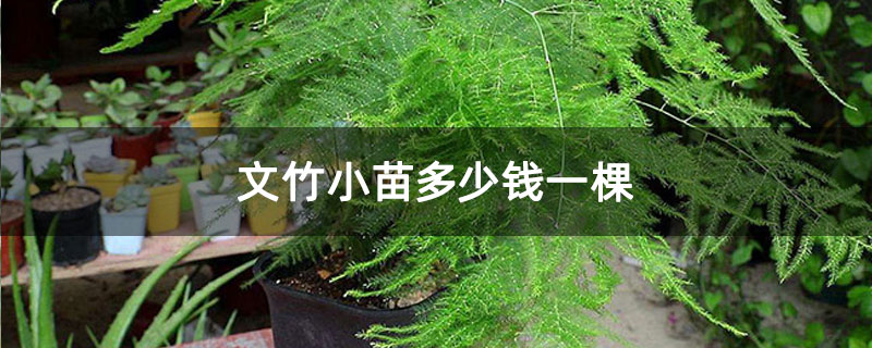 文竹小苗多少钱一棵