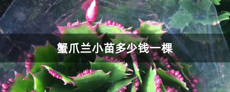 蟹爪兰小苗多少钱一棵