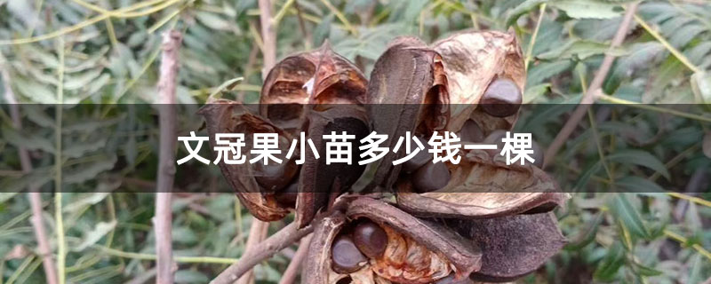 文冠果小苗多少钱一棵 文冠果小苗多少钱一棵