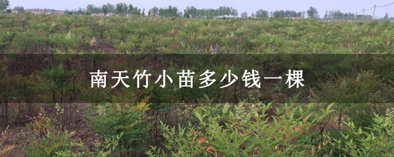 南天竹小苗多少钱一棵