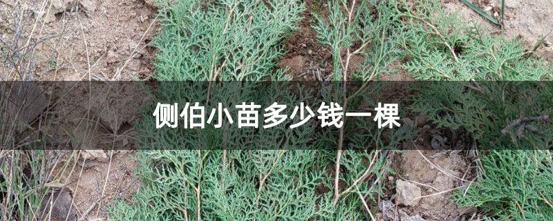 侧伯小苗多少钱一棵