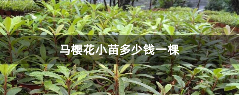 马樱花小苗多少钱一棵
