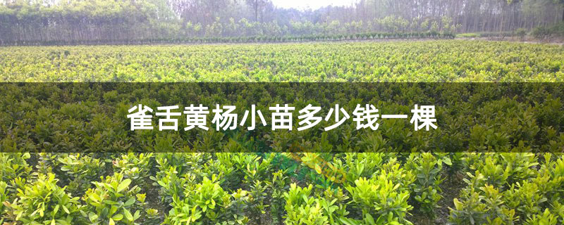 雀舌黄杨小苗多少钱一棵