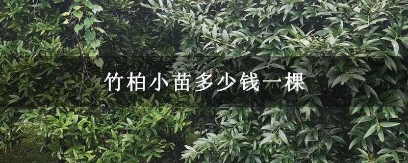 竹柏小苗多少钱一棵