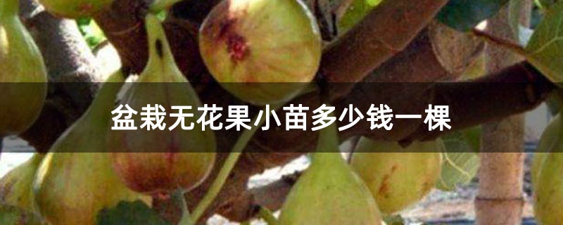 盆栽无花果小苗多少钱一棵