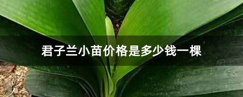 君子兰小苗价格是多少钱一棵