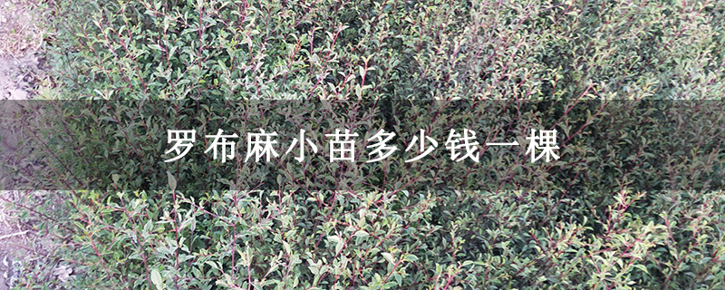 罗布麻小苗多少钱一棵