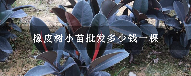 橡皮树小苗批发多少钱一棵