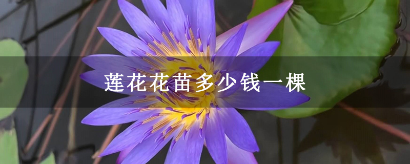 莲花花苗多少钱一棵