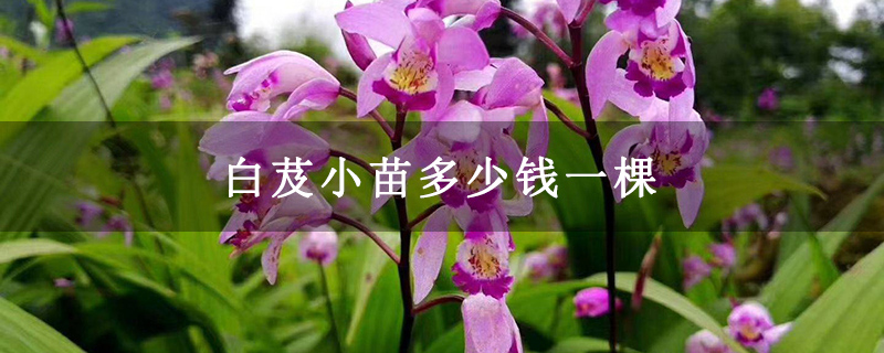 白芨小苗多少钱一棵