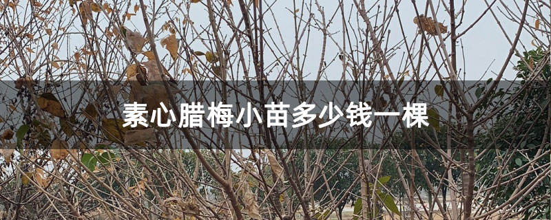 素心腊梅小苗多少钱一棵
