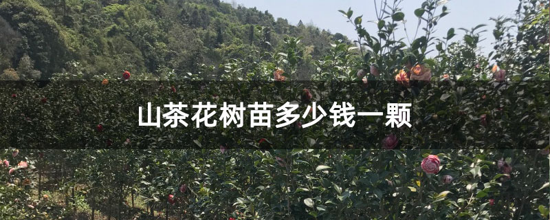 山茶花树苗多少钱一颗 山茶花树苗多少钱一颗