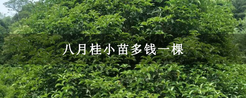 八月桂小苗多钱一棵