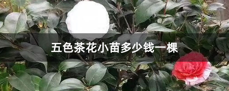 五色茶花小苗多少钱一棵 五色茶花小苗多少钱一棵