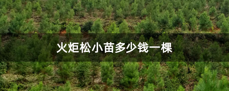 火炬松小苗多少钱一棵