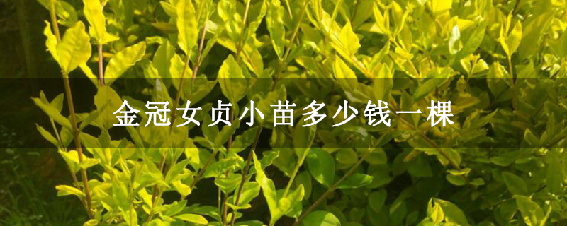 金冠女贞小苗多少钱一棵