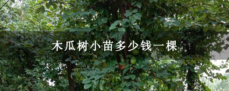 木瓜树小苗多少钱一棵