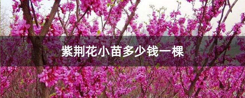 紫荆花小苗多少钱一棵