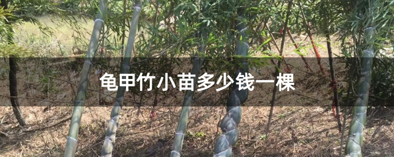 龟甲竹小苗多少钱一棵