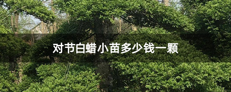 对节白蜡小苗多少钱一颗