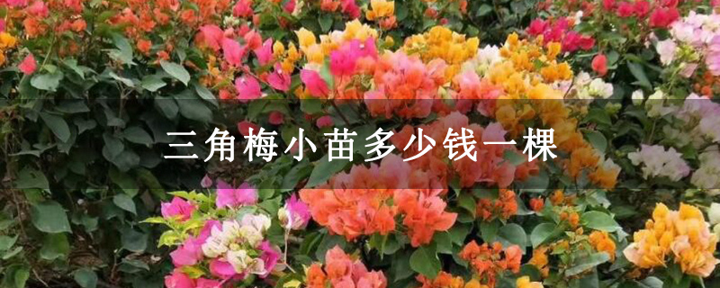 三角梅小苗多少钱一棵