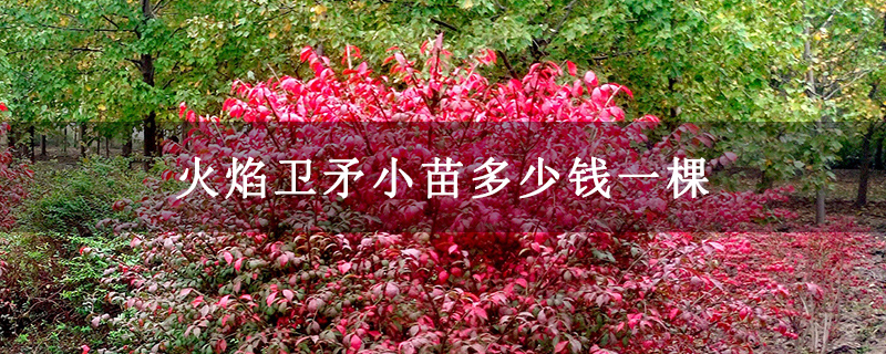 火焰卫矛小苗多少钱一棵