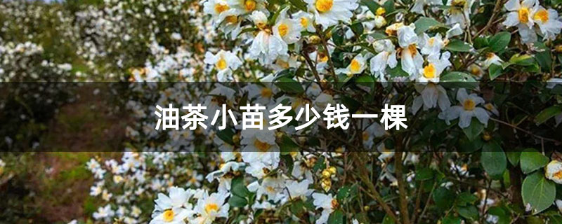 油茶小苗多少钱一棵