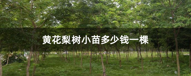 黄花梨树小苗多少钱一棵