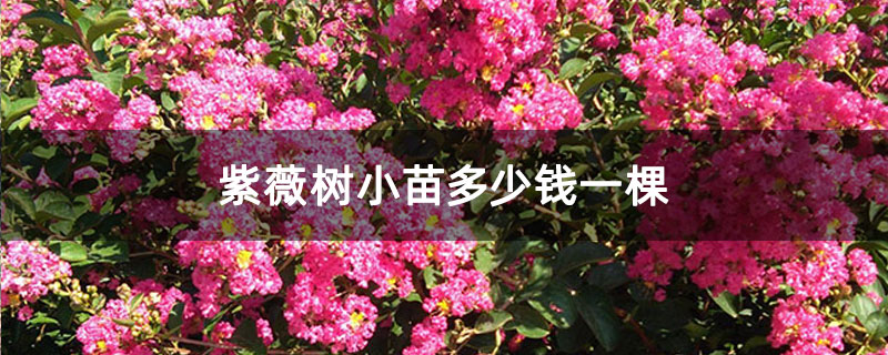 紫薇树小苗多少钱一棵