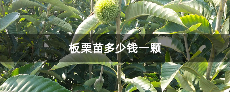 板栗苗多少钱一颗