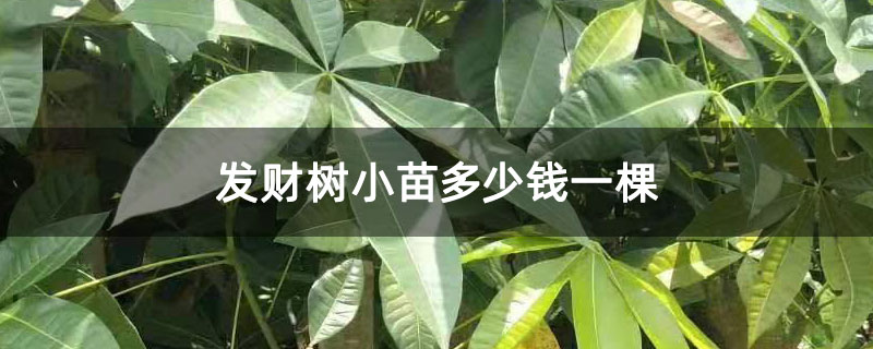 发财树小苗多少钱一棵